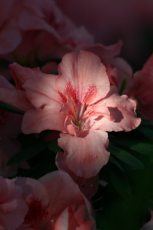 Think Pink
