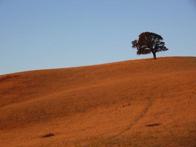 Golden Hillside