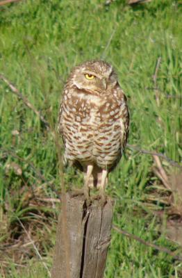 Owl on Post