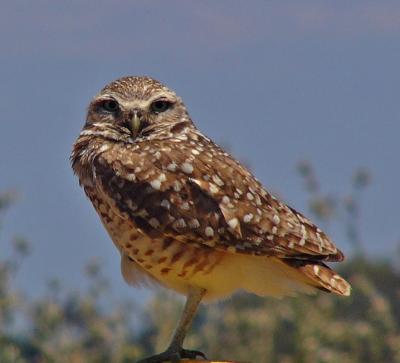 Young Owl