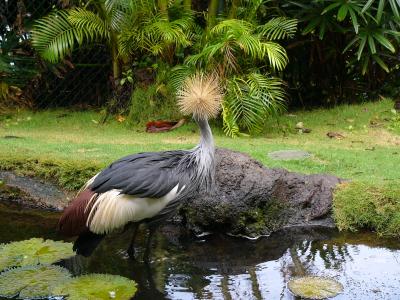 Crowned Crane