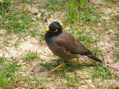 Maui Bird