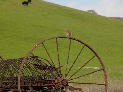 Meadow Lark on Wheel