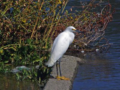 Snowy Egret