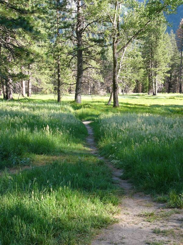 Meadow Path