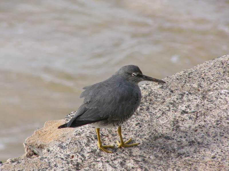 Sleepy Bird