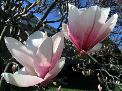 Magnolia Blossoms