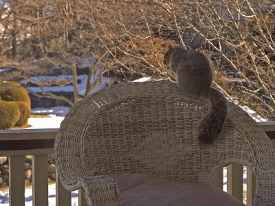 1squirrel.jpg