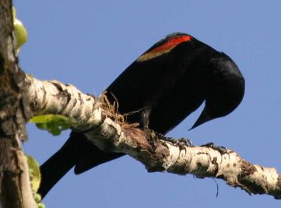 4-26 rw b bird 7689.jpg