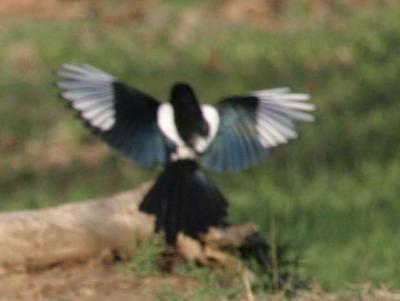 4-26 magpie 7708.jpg