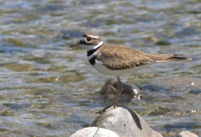 4-28 killdeer e 7782.jpg
