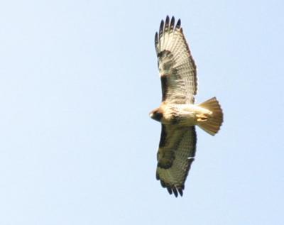 4-28 rt 7844.JPG