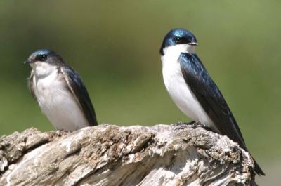 4-28 tree swallows  e 7777.jpg