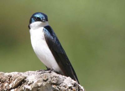 4-28 tree swallow e 7778.jpg