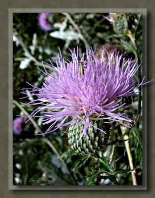 Thistle