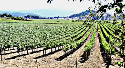 Vineyards on Silverado Trail