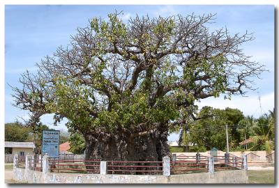 oldest_tree_in_sri_lanka