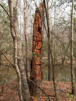 red tree.jpg