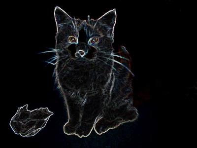 cat02.JPG