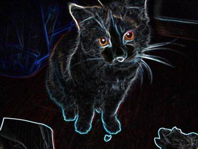 cat03.JPG