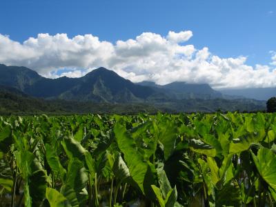 Kauai Farm Landscape