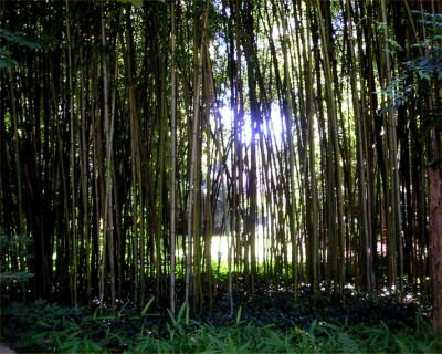 Hume bamboo