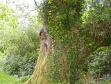 Yawning Tree in Killarney forest