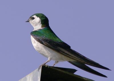 Violet-green Swallow, male