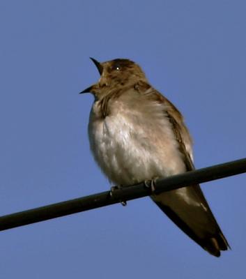 Northern Rough-winged Swallow