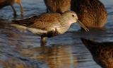 Dunlin, breeding