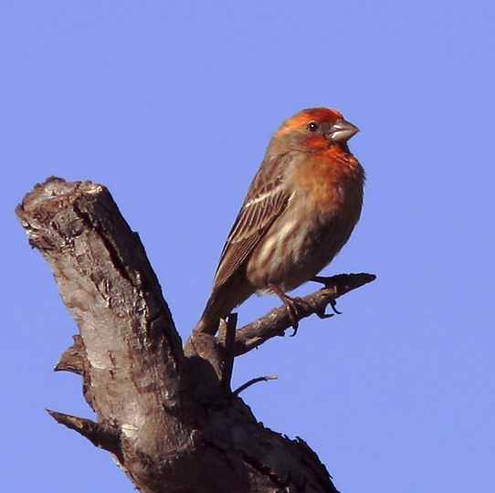 House Finch, male