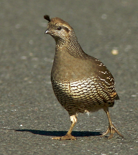 California Quail, female