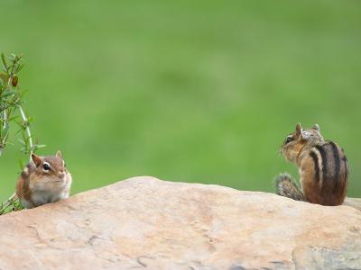 A Pair of Chipmunks.jpg