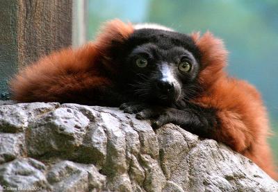 Red Ruffed Lemur.jpg