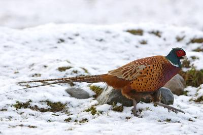 Pheasant in Snow