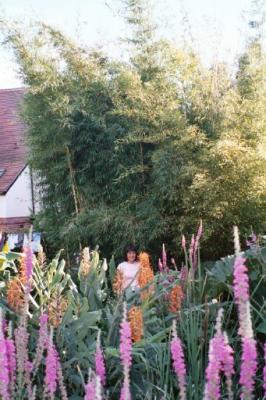 C. gigantea & hidden pond in foreground