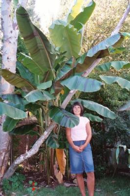 July, Snowgum & M. sikimensis summer 03