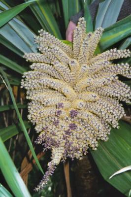 C. indivisa in flower 03 (dug up in 05)