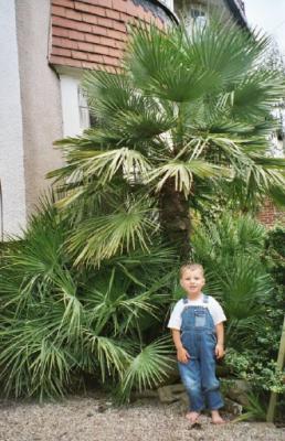 Jay & C.humilis 2003