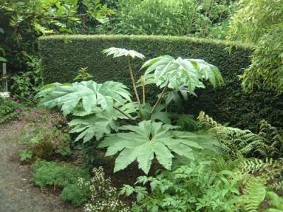 crugtetrapanax.jpg