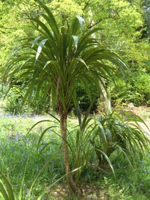 Glendurgan National Trust Garden near Falmouth (UK)