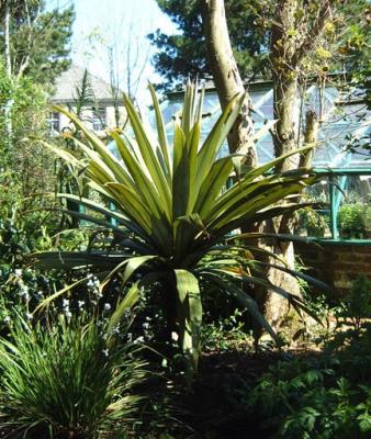Municipal and Miscellaneous Exotic Planting in the UK