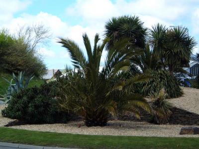 Phoenix canariensis on roundabout in Falmouth