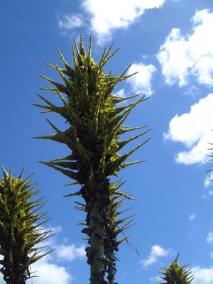 Puya(?) flower spike