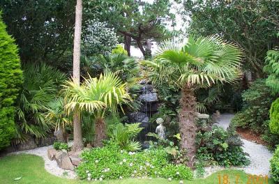 Palms around the pond