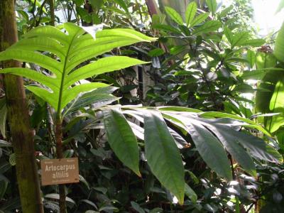 Mai 2004, Artocarpus altilis
