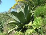 Agave salmiana var. ferox