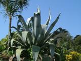 Agave franzocinii