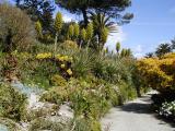 Puya_chilensis 1.jpg