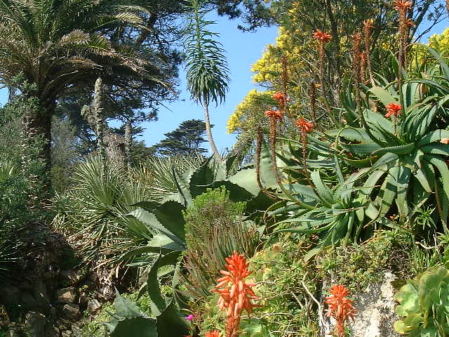 succulent group